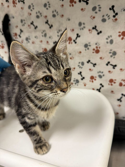 DAENERYS, a cat for adoption from Riverside County Animal Control - Riverside Shelter