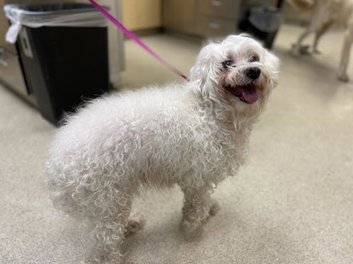 DOLLY, a dog for adoption from Riverside County Animal Control - Riverside Shelter
