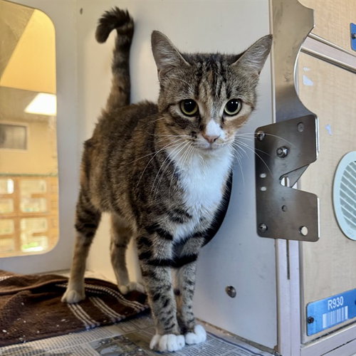 CALABASA, a cat for adoption from Riverside County Animal Control - Riverside Shelter