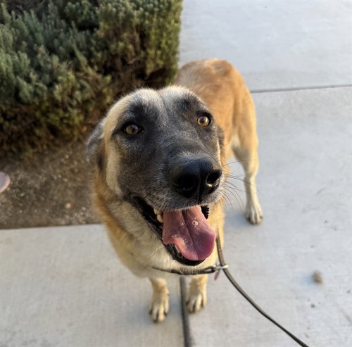 MIA, a dog for adoption from Riverside County Animal Control - Riverside Shelter
