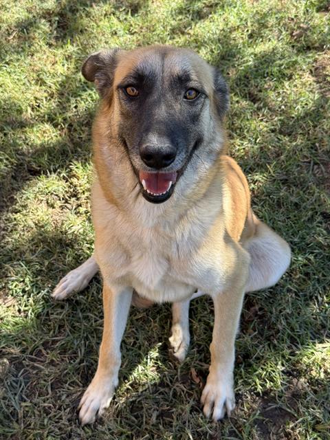 MIA