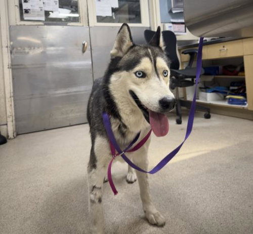 SHARKIE, a dog for adoption from Riverside County Animal Control - Riverside Shelter