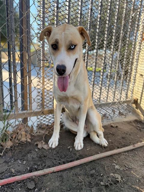 CHEWY, a dog for adoption from Riverside County Animal Control - Riverside Shelter