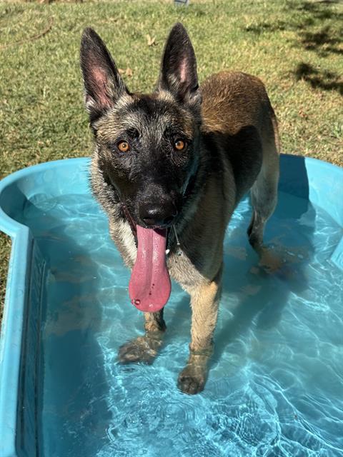 DEXTER, a dog for adoption from Riverside County Animal Control - Riverside Shelter