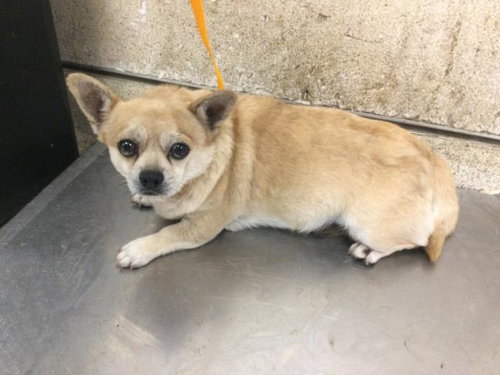 TOM, a dog for adoption from Riverside County Animal Control - Riverside Shelter