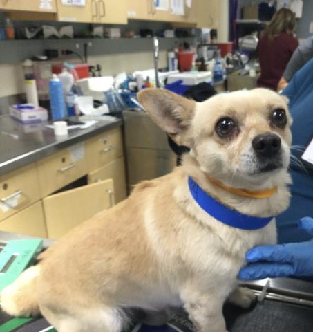 JERRY, a dog for adoption from Riverside County Animal Control - Riverside Shelter