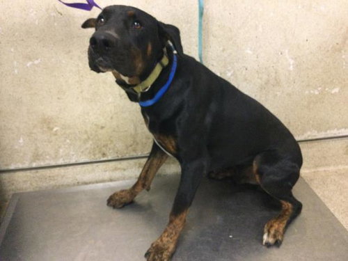ARCHER, a dog for adoption from Riverside County Animal Control - Riverside Shelter