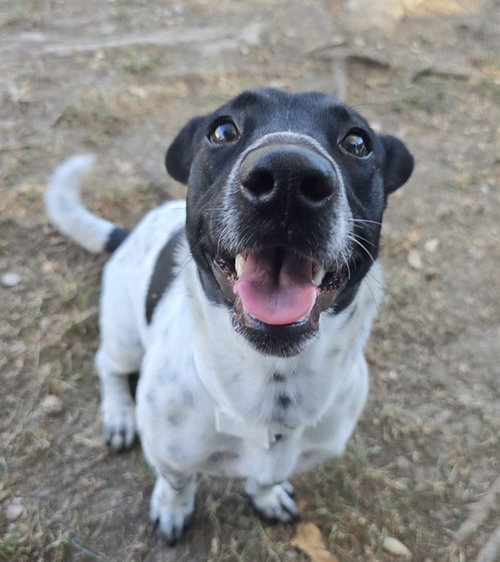 JELLYBEAN, a dog for adoption from Riverside County Animal Control - Riverside Shelter