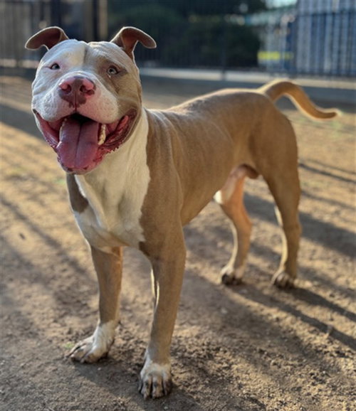 TUCKER, a dog for adoption from Riverside County Animal Control - Riverside Shelter