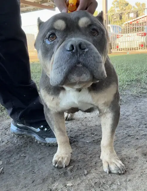 Mrgazpacho - Bulldog
