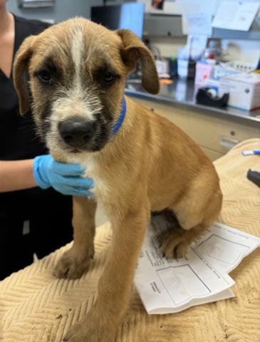 HUGO, a dog for adoption from Riverside County Animal Control - Riverside Shelter