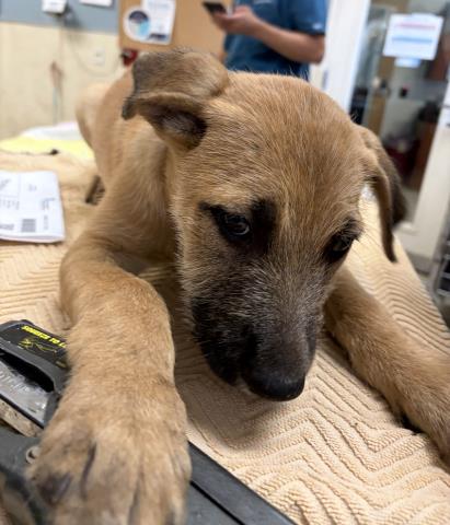JOEY, a dog for adoption from Riverside County Animal Control - Riverside Shelter