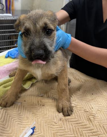TOMMY, a dog for adoption from Riverside County Animal Control - Riverside Shelter