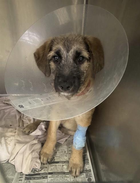 HENRY, a dog for adoption from Riverside County Animal Control - Riverside Shelter