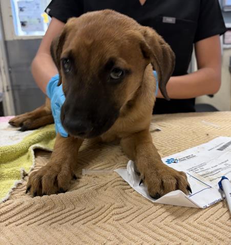 SID, a dog for adoption from Riverside County Animal Control - Riverside Shelter