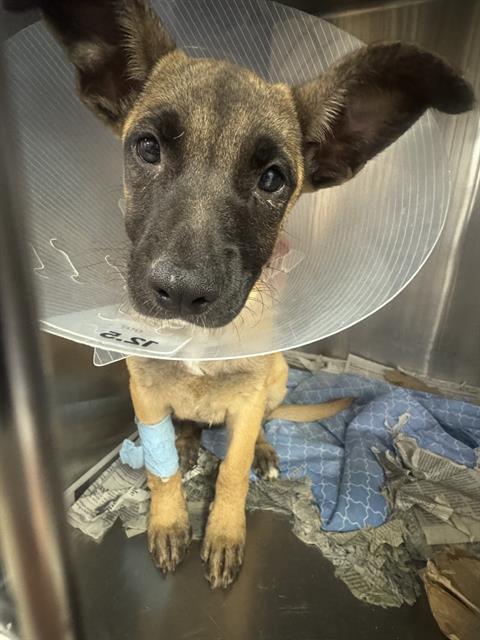 KID, a dog for adoption from Riverside County Animal Control - Riverside Shelter