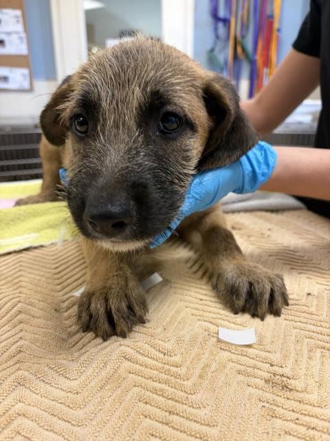LARRY, a dog for adoption from Riverside County Animal Control - Riverside Shelter