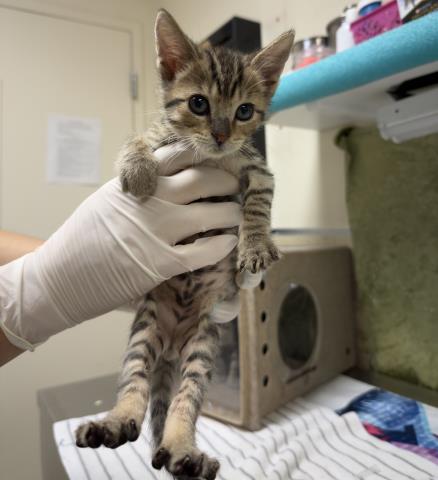 Oliver, Domestic Short Hair