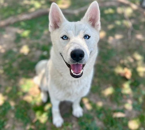 SNOWY, a dog for adoption from Riverside County Animal Control - Riverside Shelter