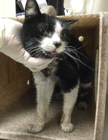 Jello - Domestic Short Hair