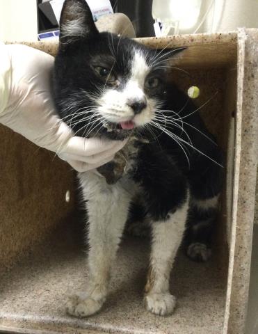 JELLO, a cat for adoption from Riverside County Animal Control - Riverside Shelter