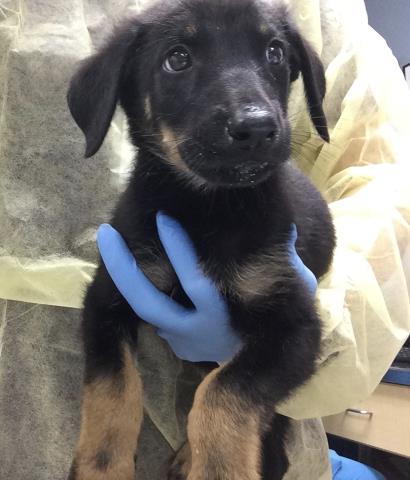 SKELLY, a dog for adoption from Riverside County Animal Control - Riverside Shelter
