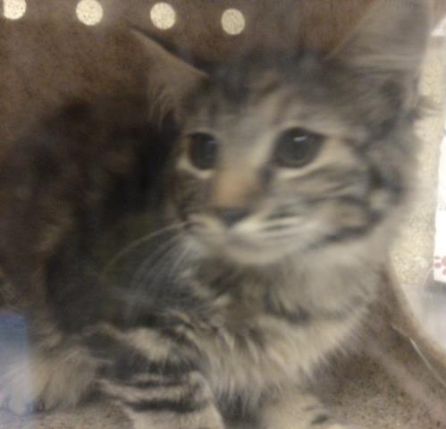 Ninja, Domestic Short Hair