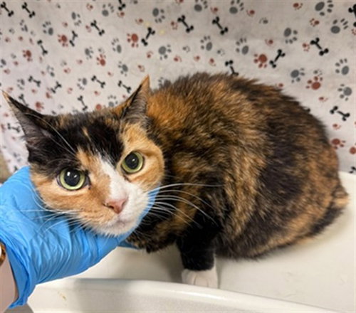 SKITTY, a cat for adoption from Riverside County Animal Control - Riverside Shelter