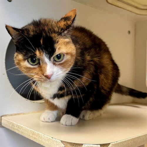 Skitty, Domestic Short Hair (medium coat)