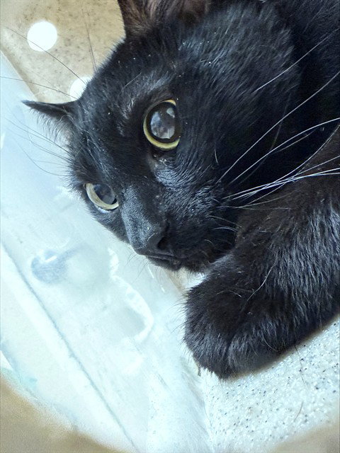Metal, Domestic Short Hair