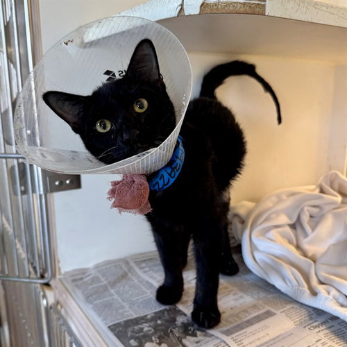 MATTFORD, a cat for adoption from Riverside County Animal Control - Riverside Shelter