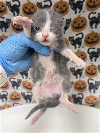 Rosco, Domestic Short Hair