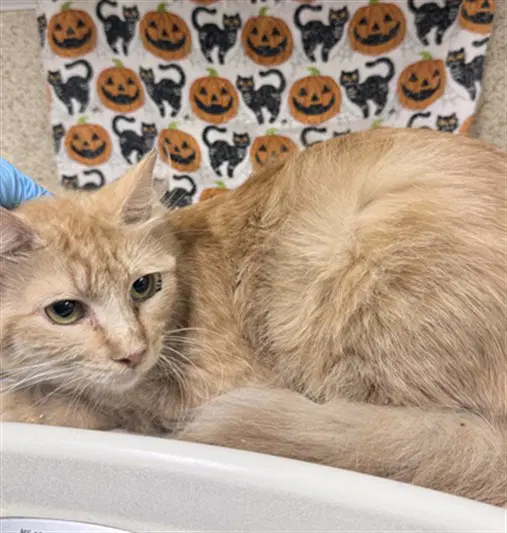 Tina - Domestic Short Hair