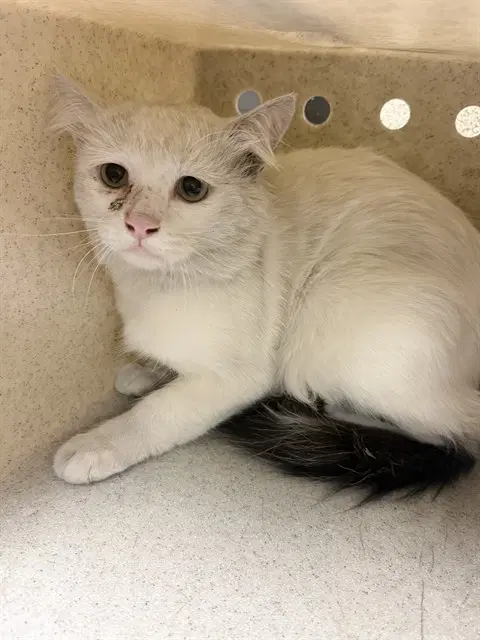 Tito - Domestic Short Hair