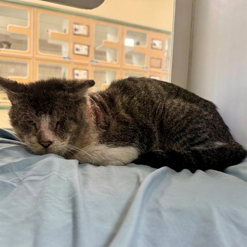 SCRABBLE, a cat for adoption from Riverside County Animal Control - Riverside Shelter