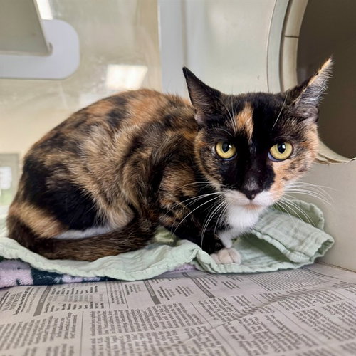 SIX, a cat for adoption from Riverside County Animal Control - Riverside Shelter