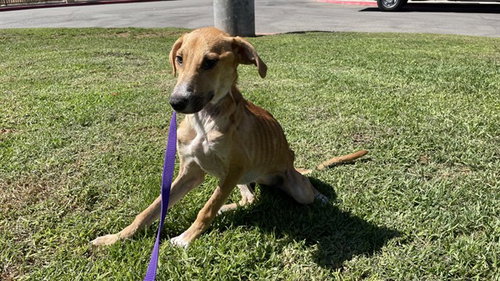 HASHBROWN, a dog for adoption from Riverside County Animal Control - Riverside Shelter