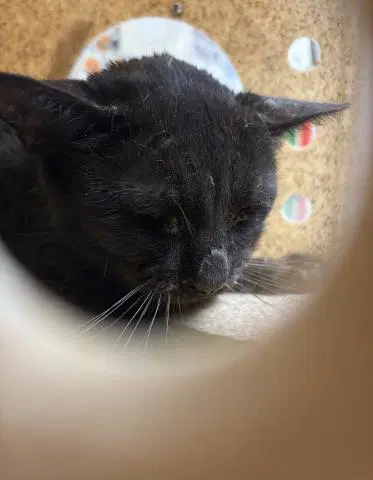 Spook - Domestic Short Hair