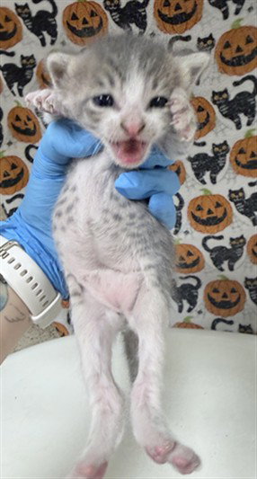 CUPCAKE, a cat for adoption from Riverside County Animal Control - Riverside Shelter