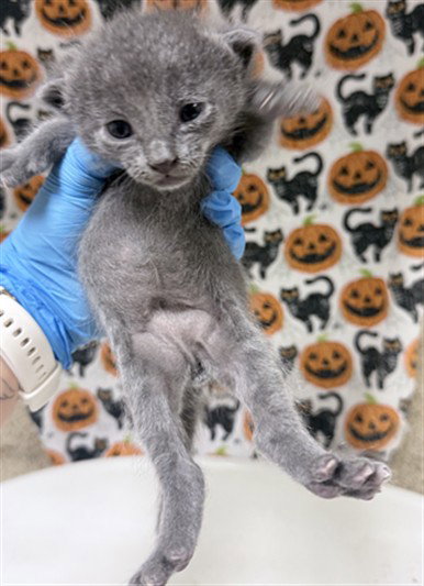 BISCUIT, a cat for adoption from Riverside County Animal Control - Riverside Shelter