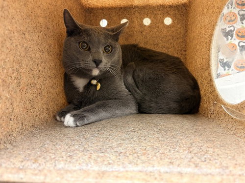 PRINCE NOBEL LEON, a cat for adoption from Riverside County Animal Control - Riverside Shelter