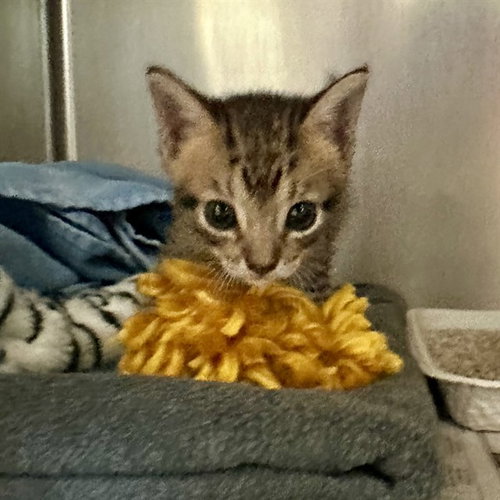 POOKIE, a cat for adoption from Riverside County Animal Control - Riverside Shelter