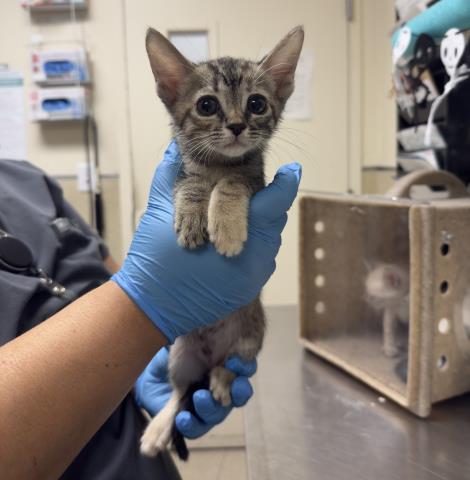 BROWNIE, a cat for adoption from Riverside County Animal Control - Riverside Shelter