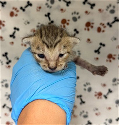 LILY, a cat for adoption from Riverside County Animal Control - Riverside Shelter