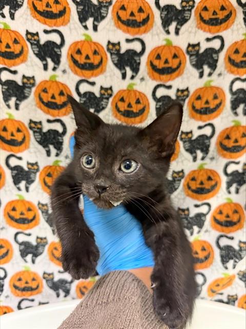 SHURI, a cat for adoption from Riverside County Animal Control - Riverside Shelter