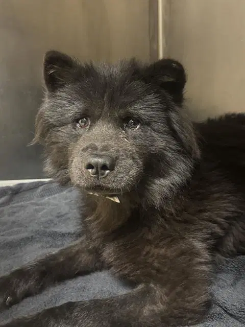 Nova - Chow Chow