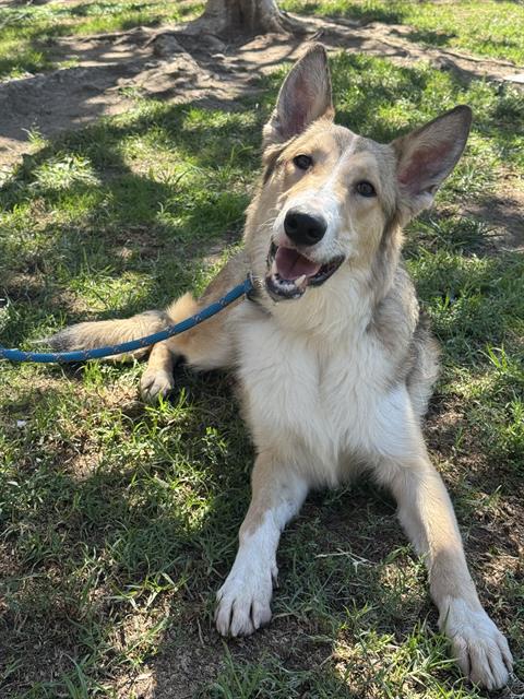 BEAR, a dog for adoption from Riverside County Animal Control - Riverside Shelter