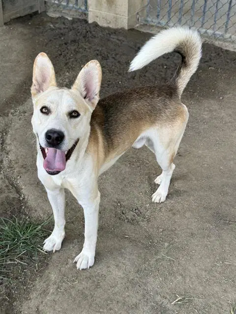 Buddy - Siberian Husky