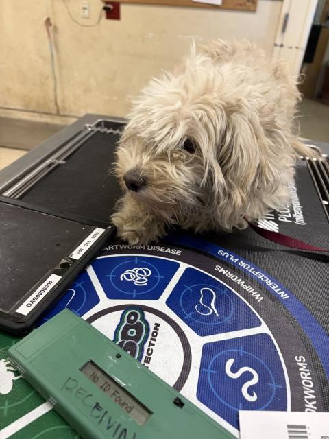 ELLA, a dog for adoption from Riverside County Animal Control - Riverside Shelter