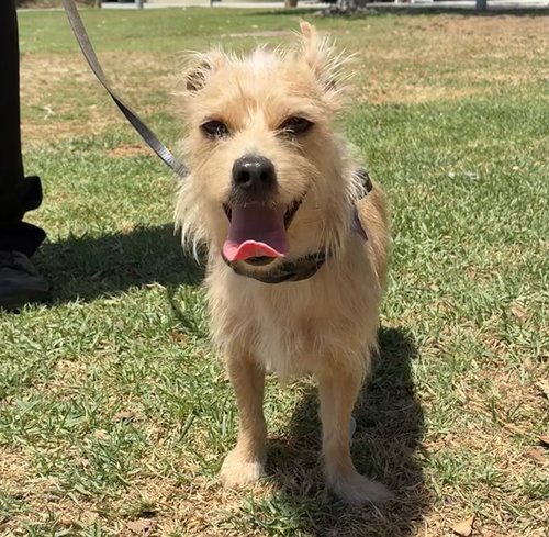 JASPER, a dog for adoption from Riverside County Animal Control - Riverside Shelter